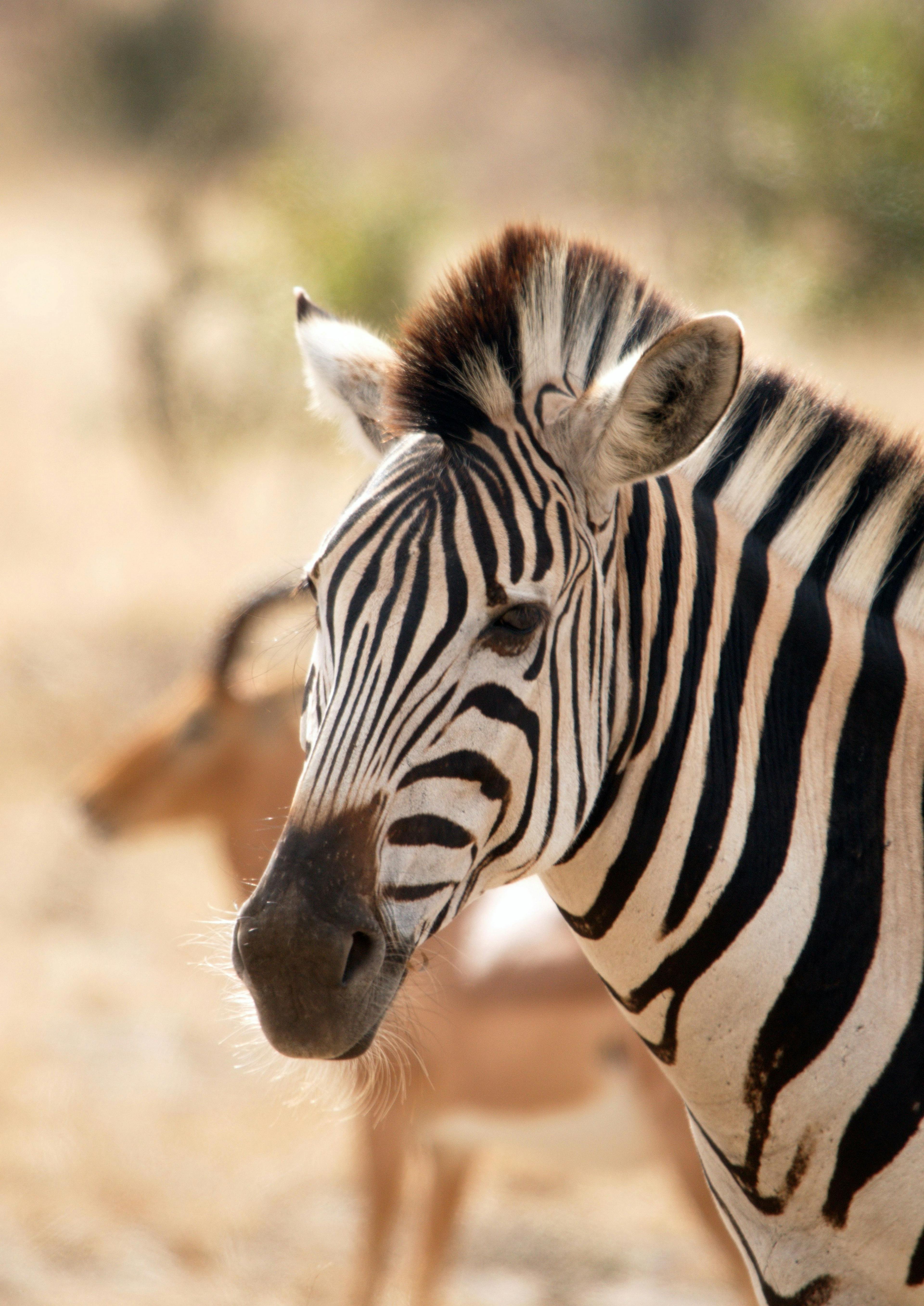 Zebra in Kruger National Park in South Africa.