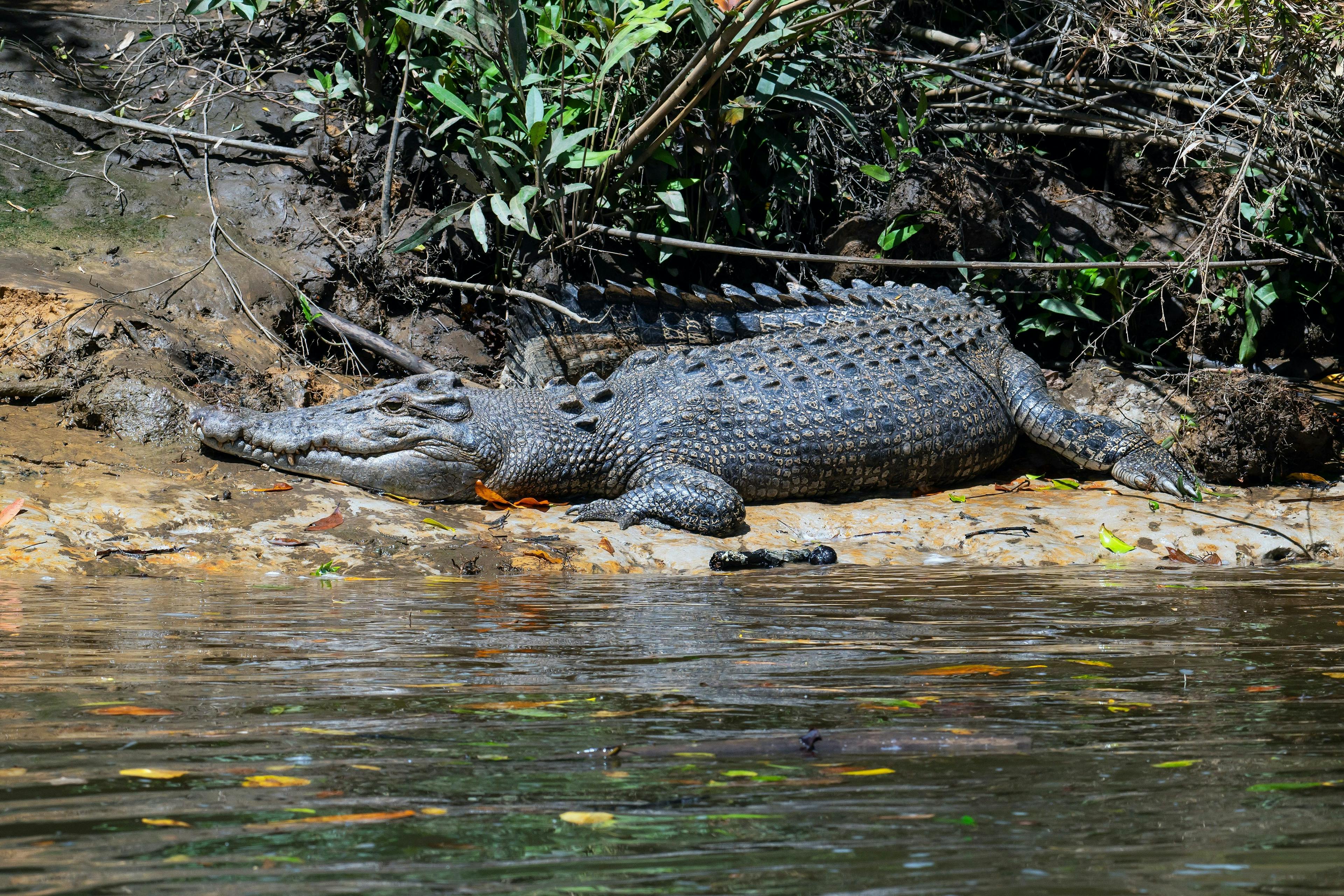 Crocodile in Daintree National Park in Australia.