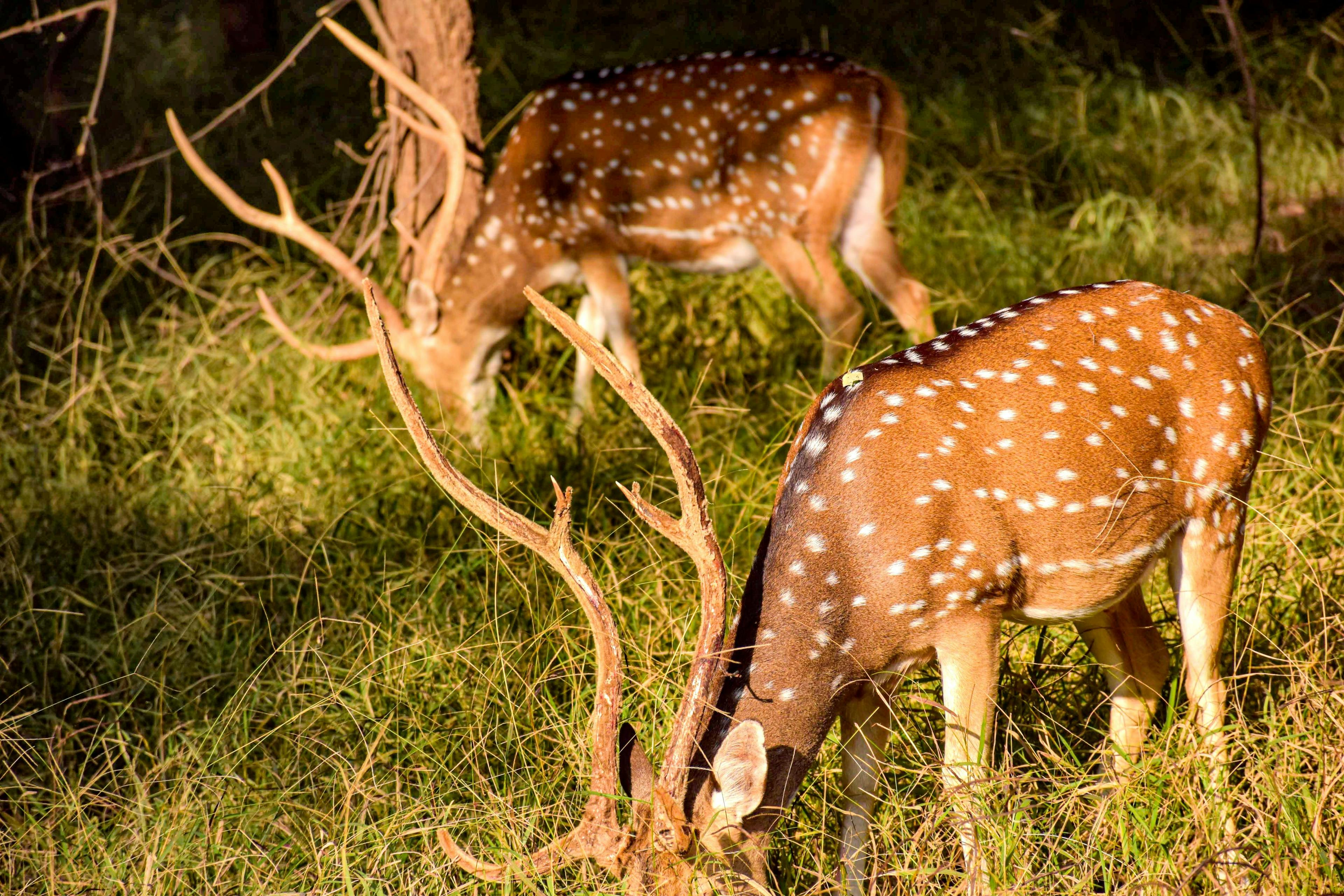 Deer in Ranthambore National Park in India.