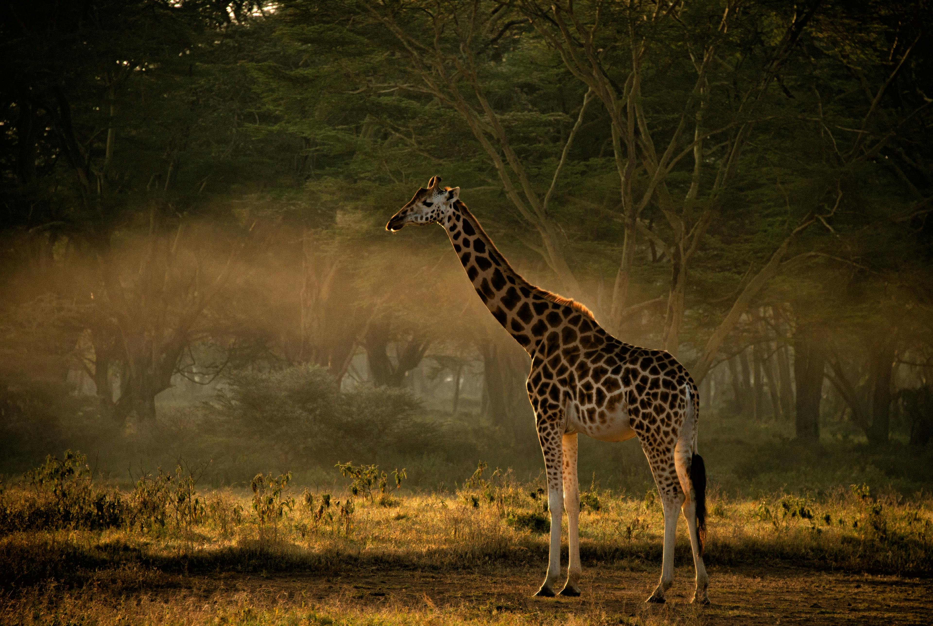 Giraffe in Samburu National Reserve in Kenya.