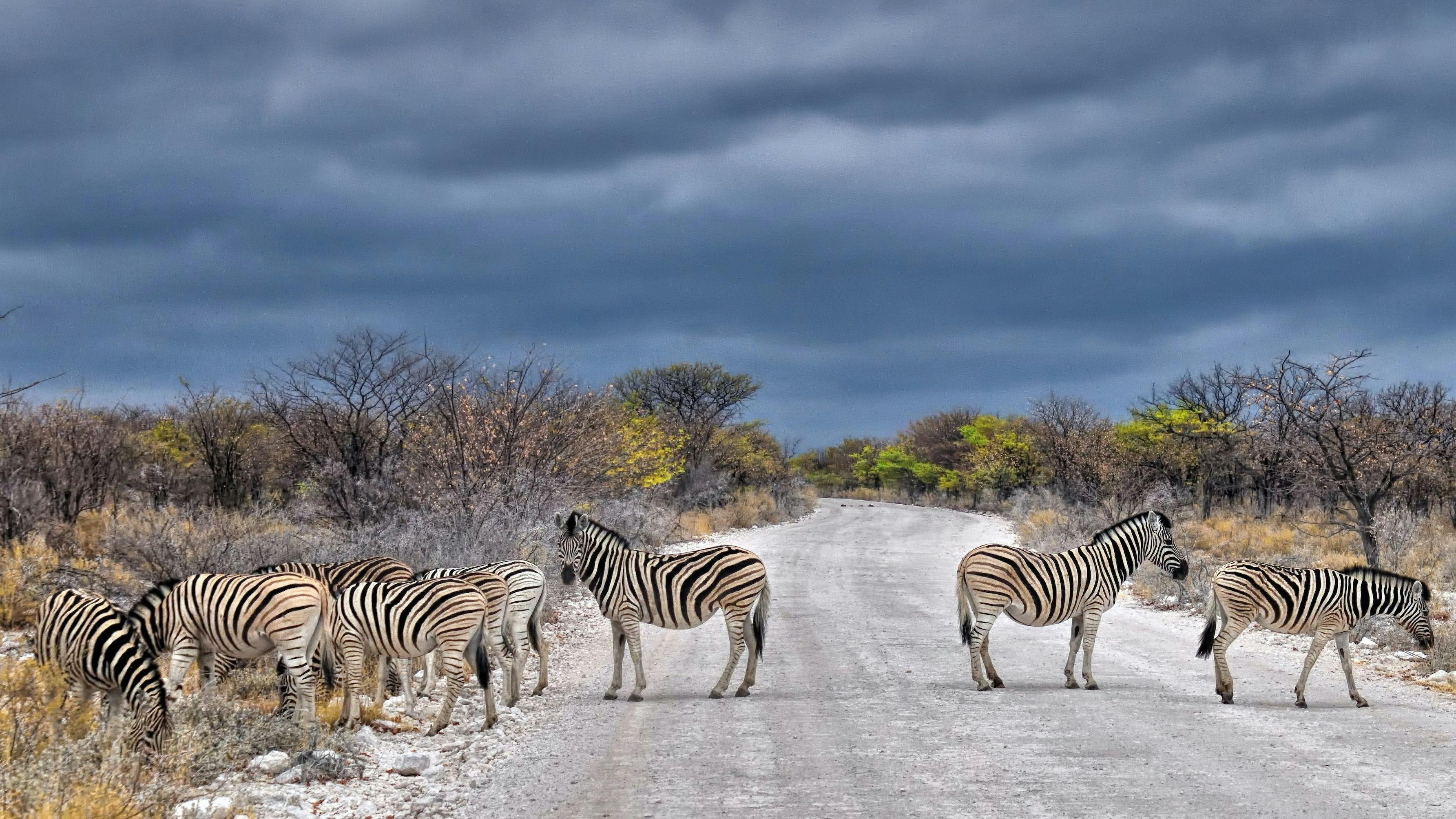 Zebras in Etosha national park in Namibia.