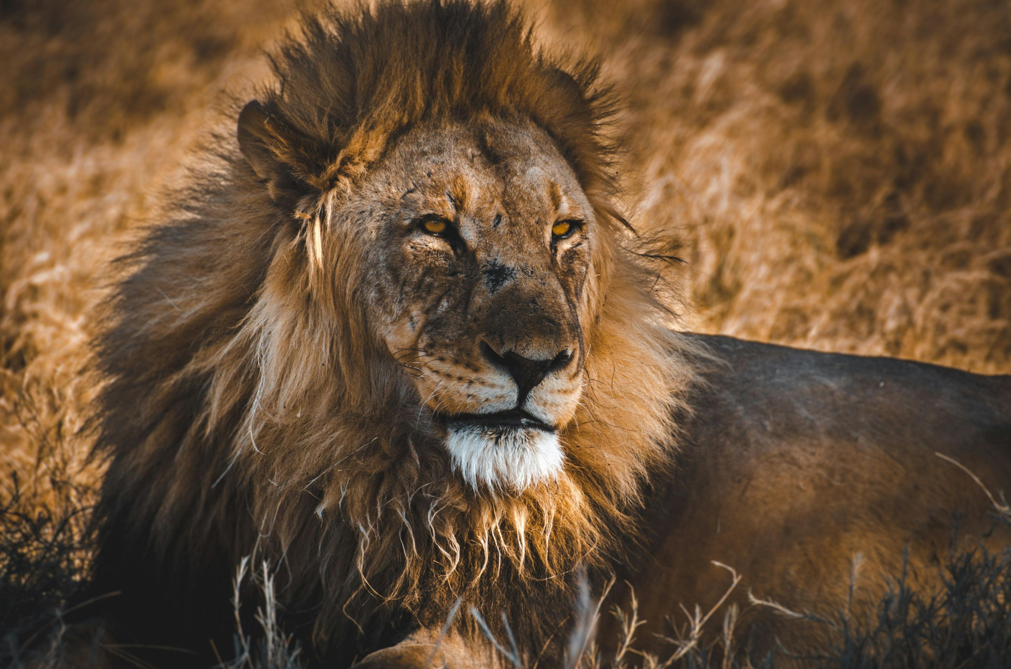 Lion in Etosha National Park, Namibia.