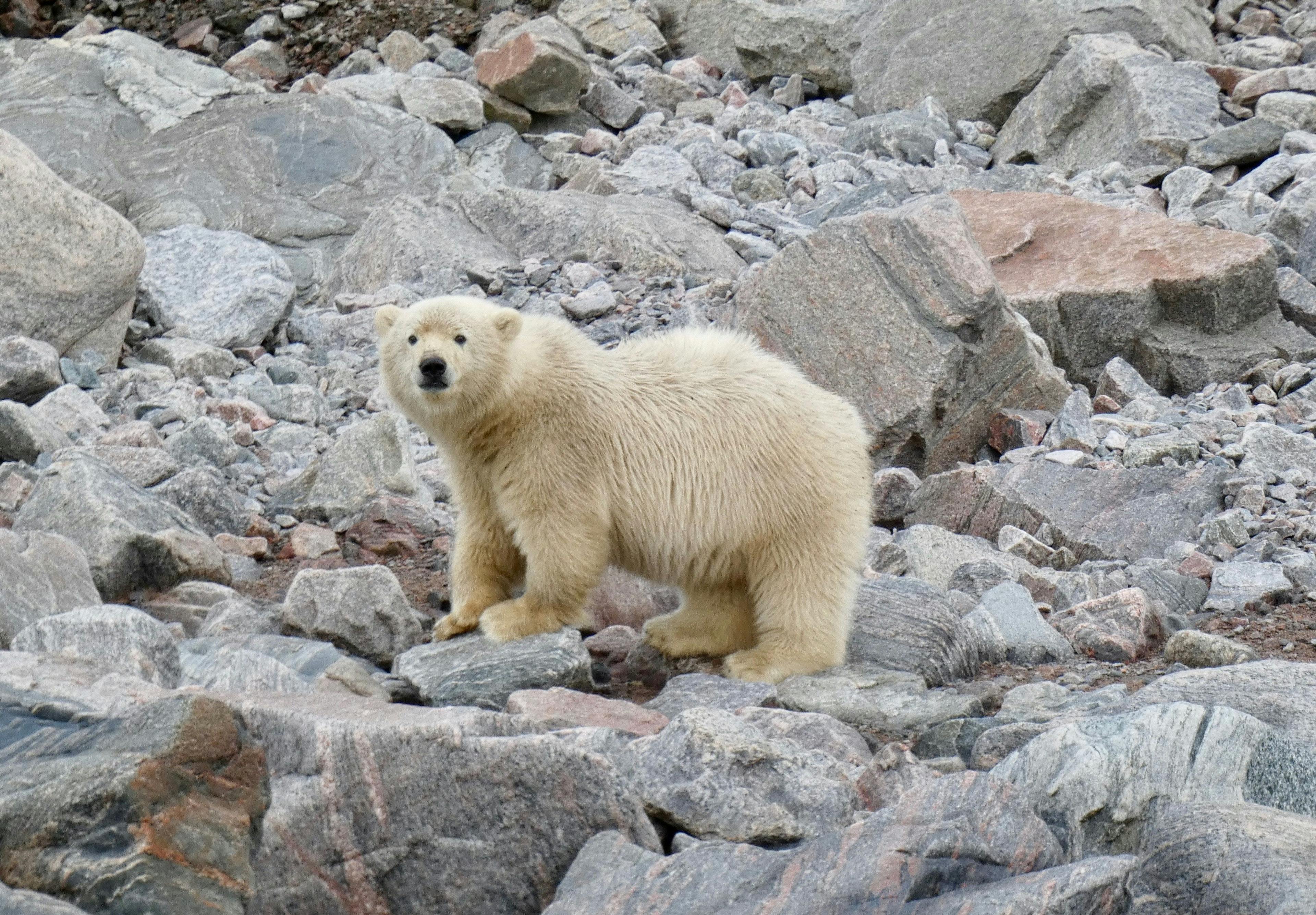 Polar bear cub in Canadian Arctic.