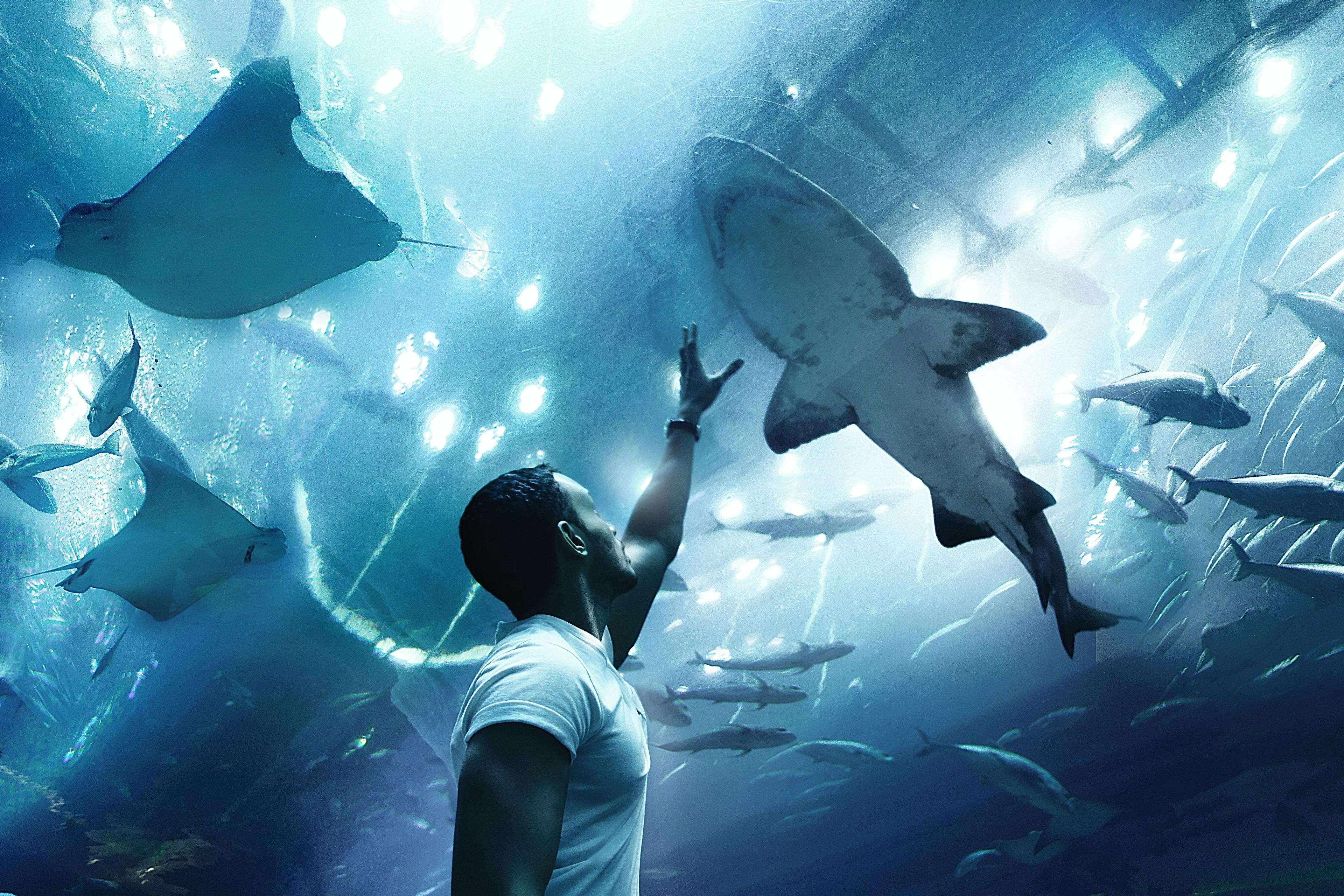 Man watching sharks and stingrays in Dubai Aquarium