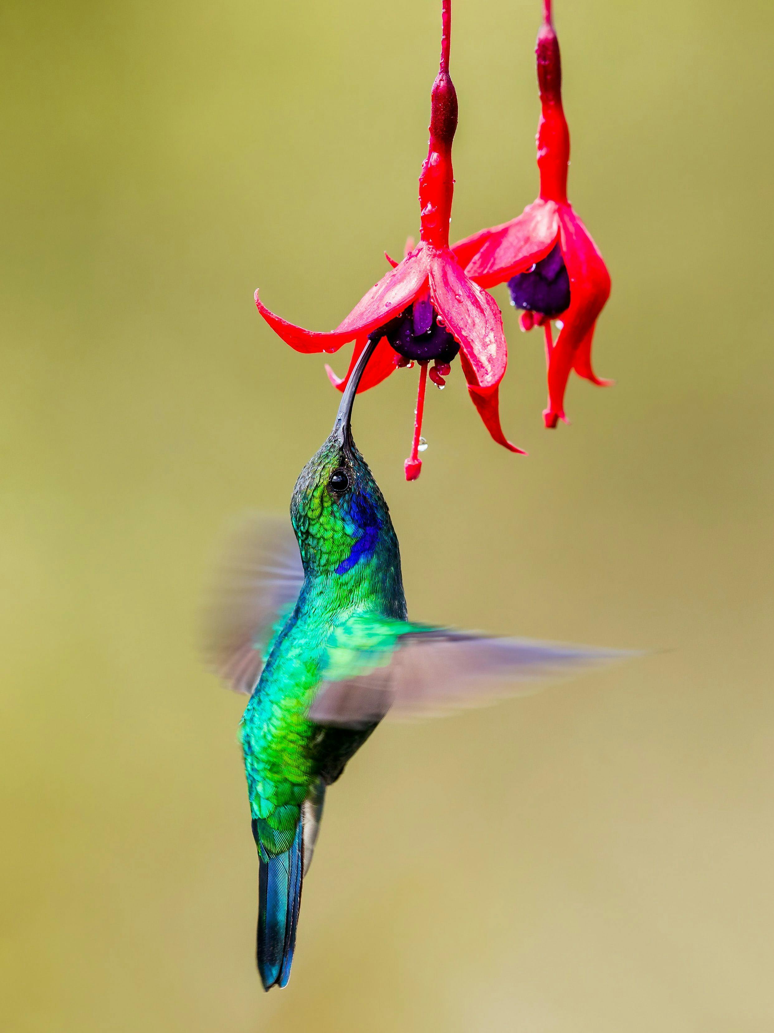 Hummingbird in Costa Rica rainforest.