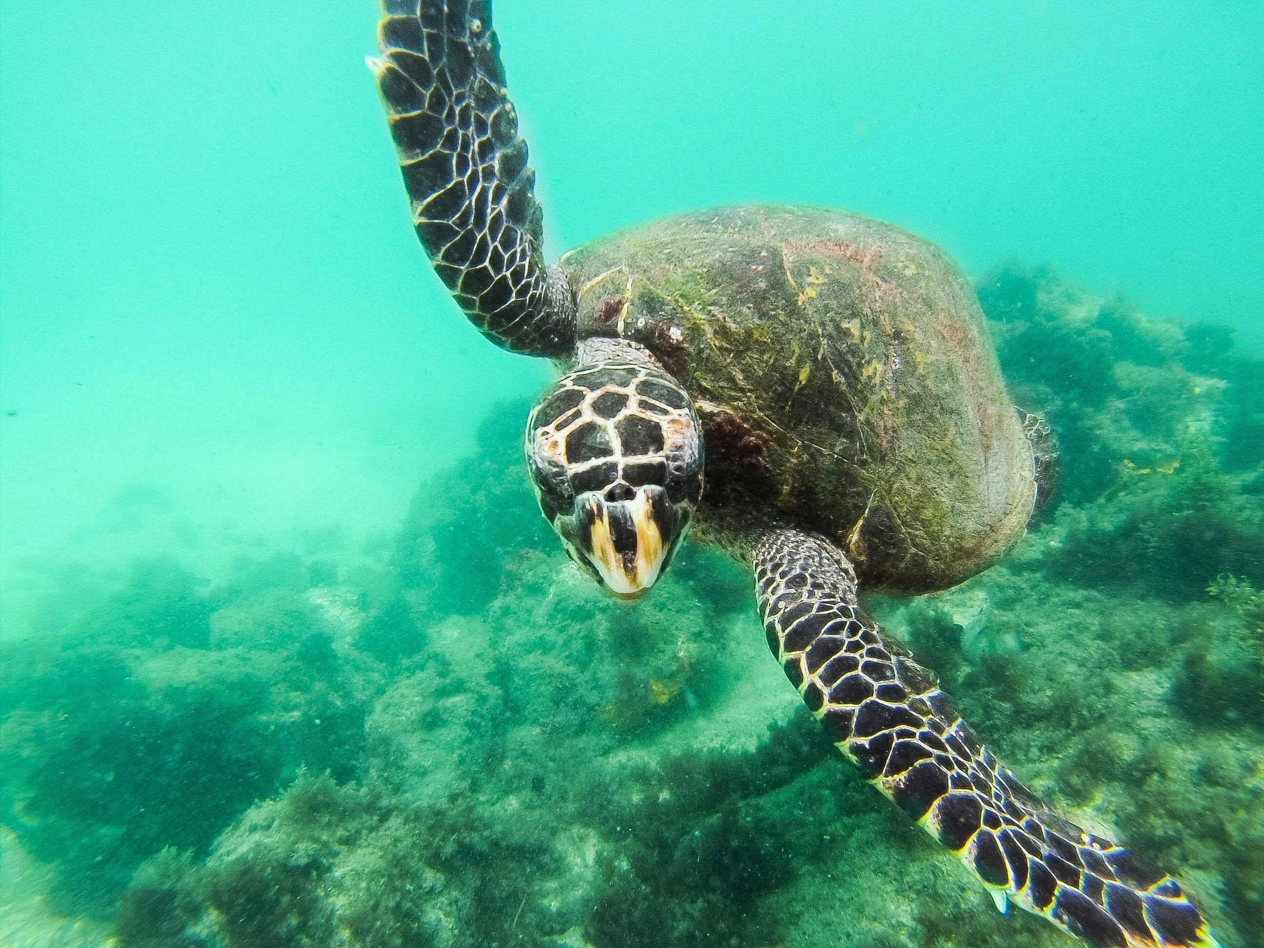 Sea turtle in national marine park in Cabo