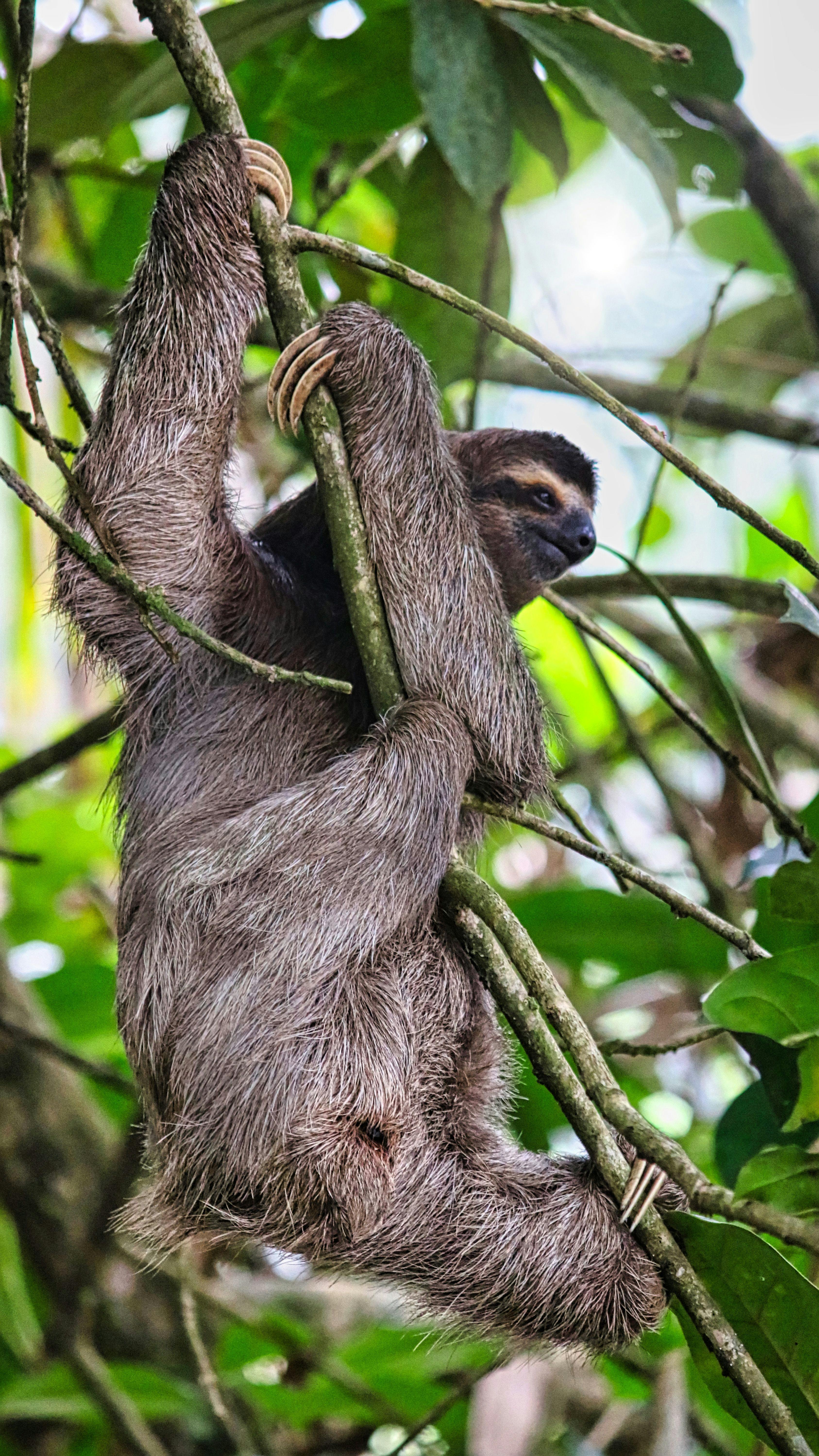 Sloth climbing a tree in Costa Rica rainforest.