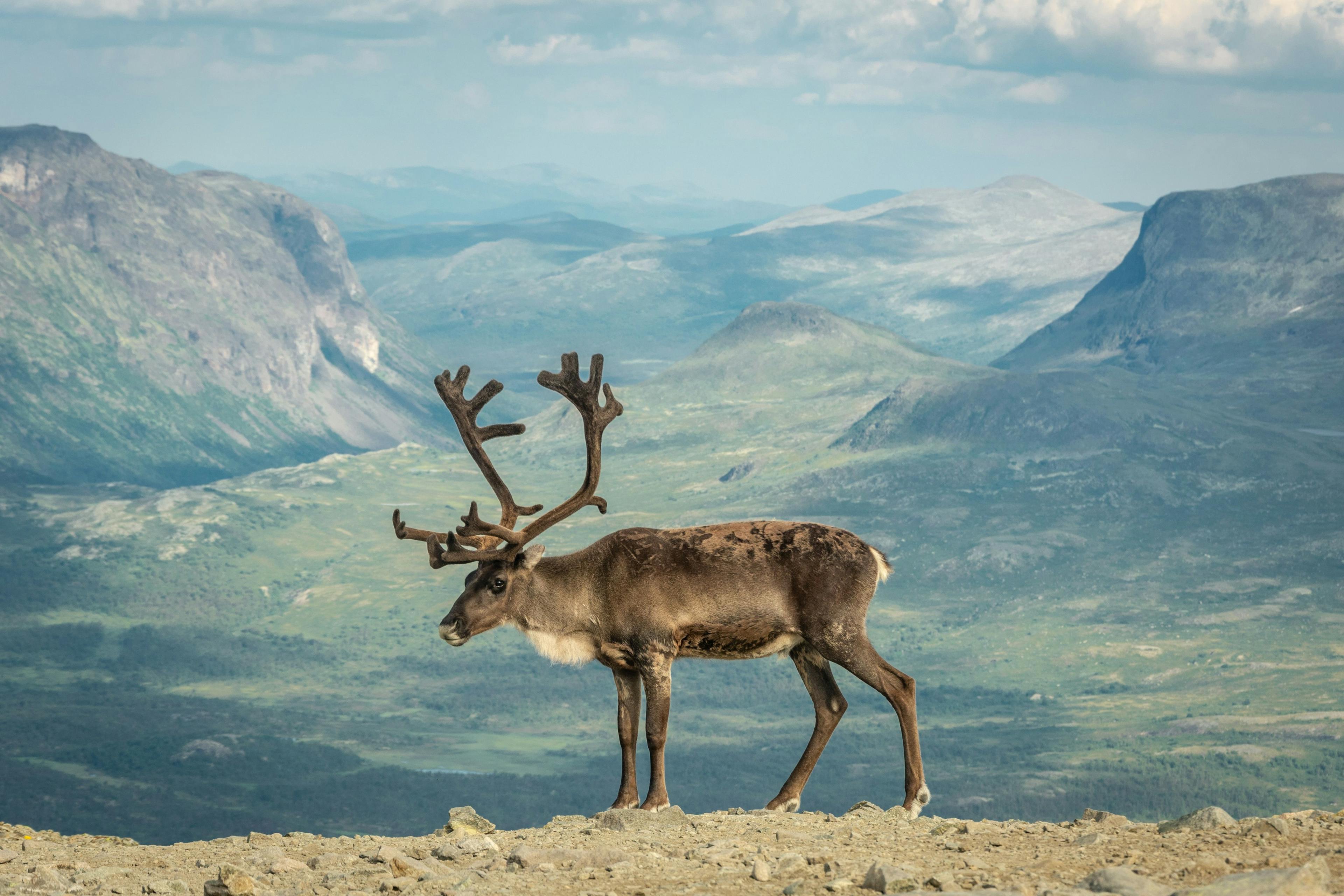 Reindeer in Jotunheimen National Park in Norway.