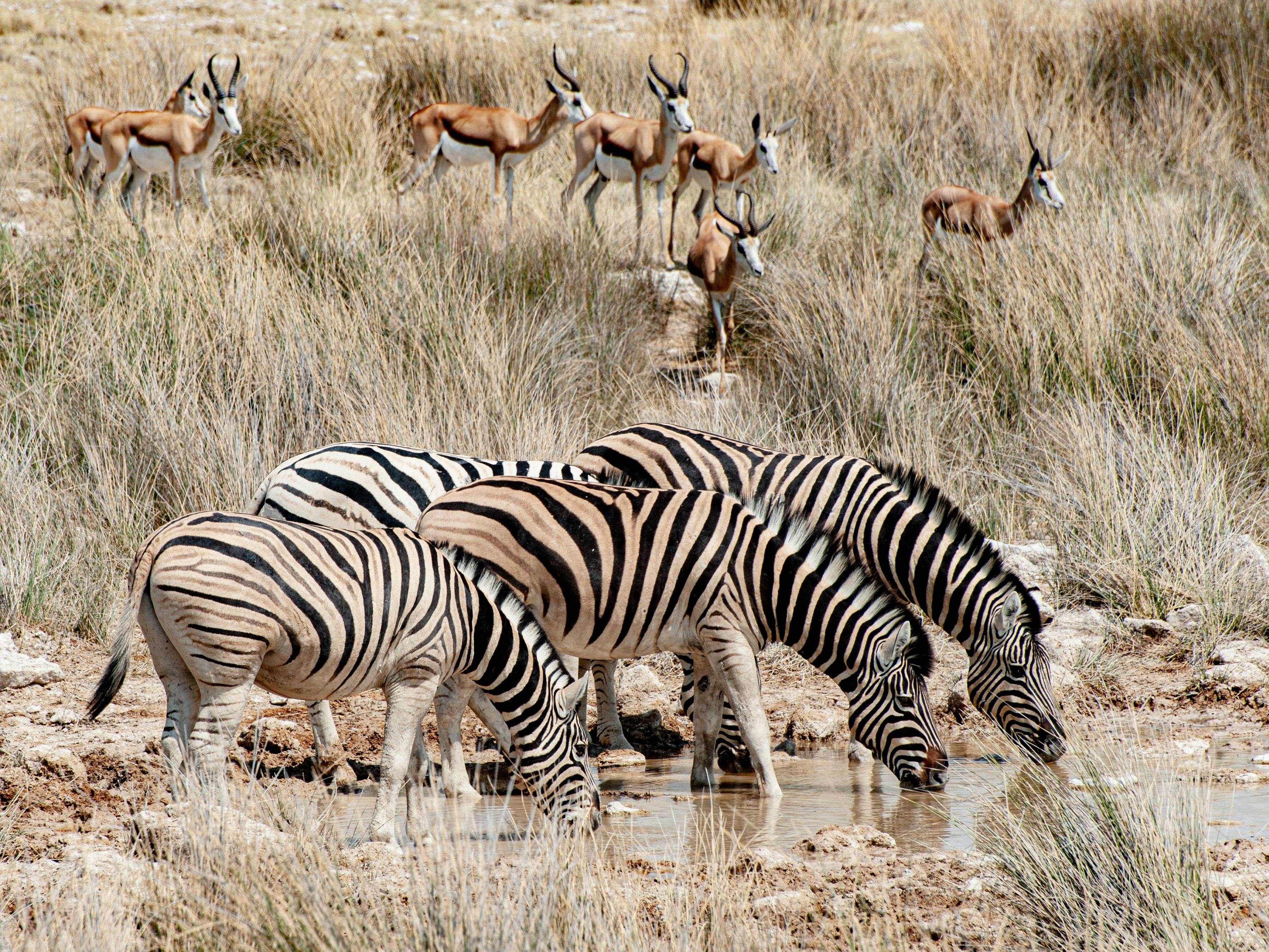 Zebras and antilopes in Etosha Namibia.