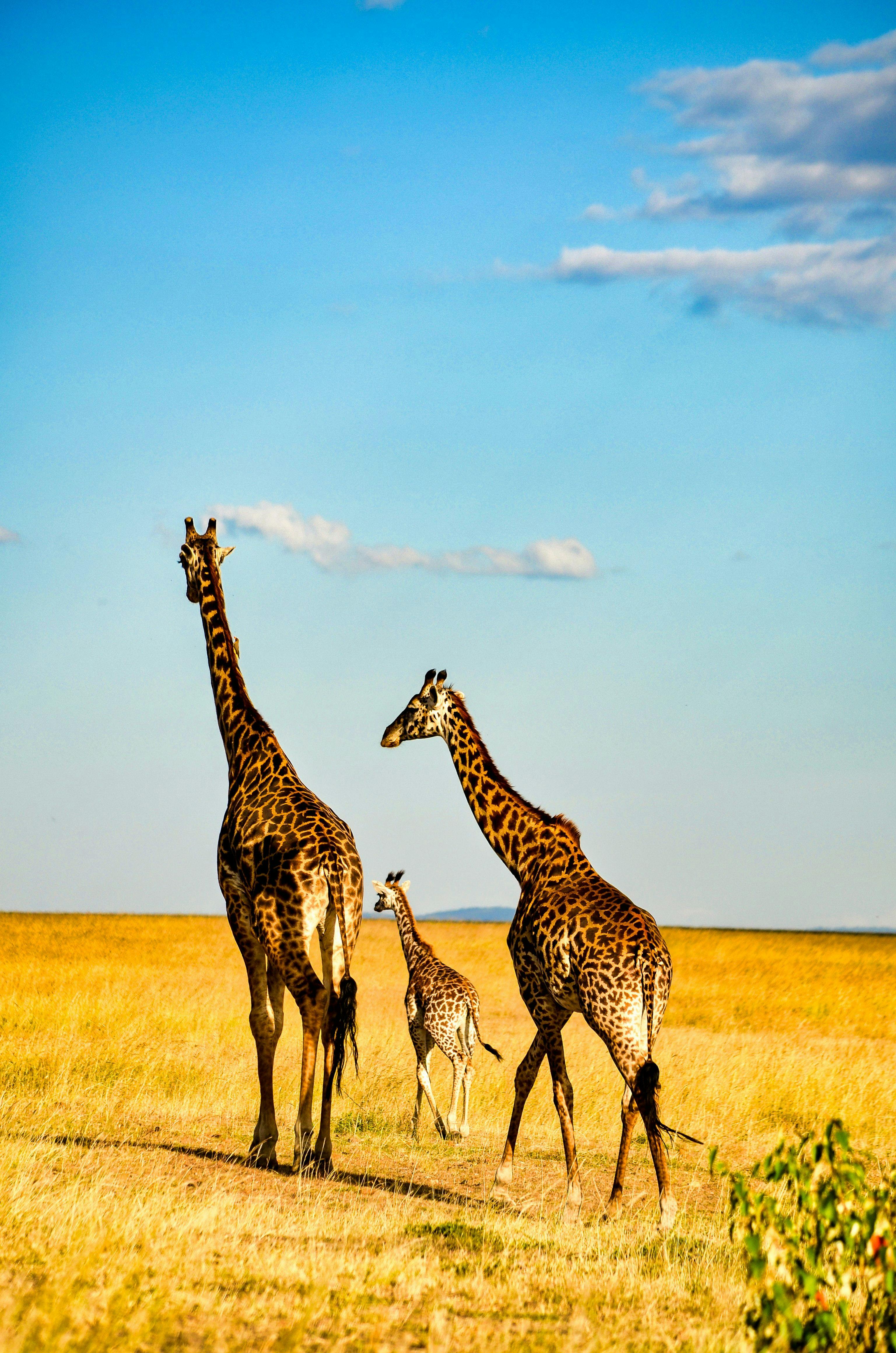 Giraffes in Maasai National Reserve in Kenya.