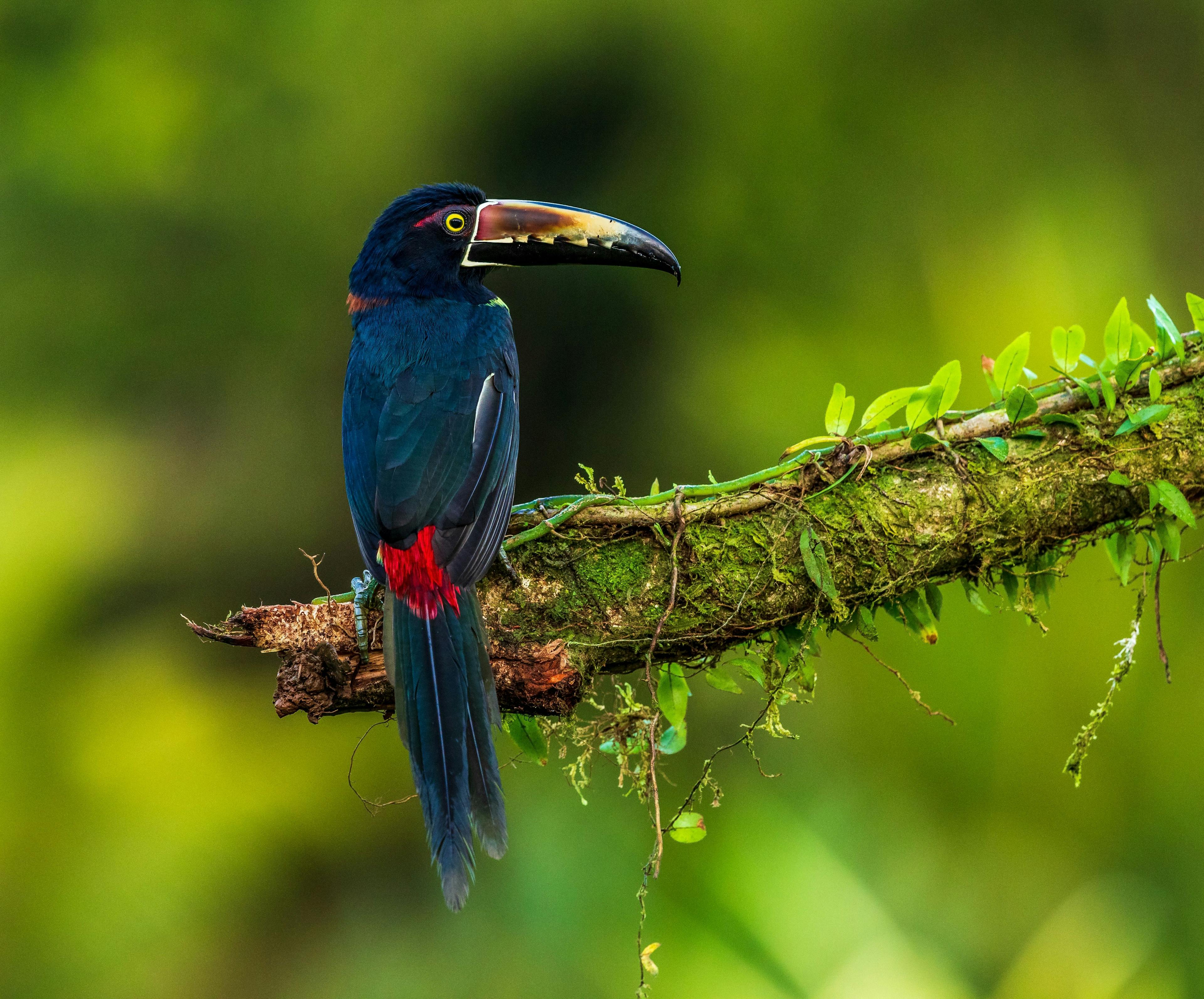 Exotic bird in Costa Rica rainforest.