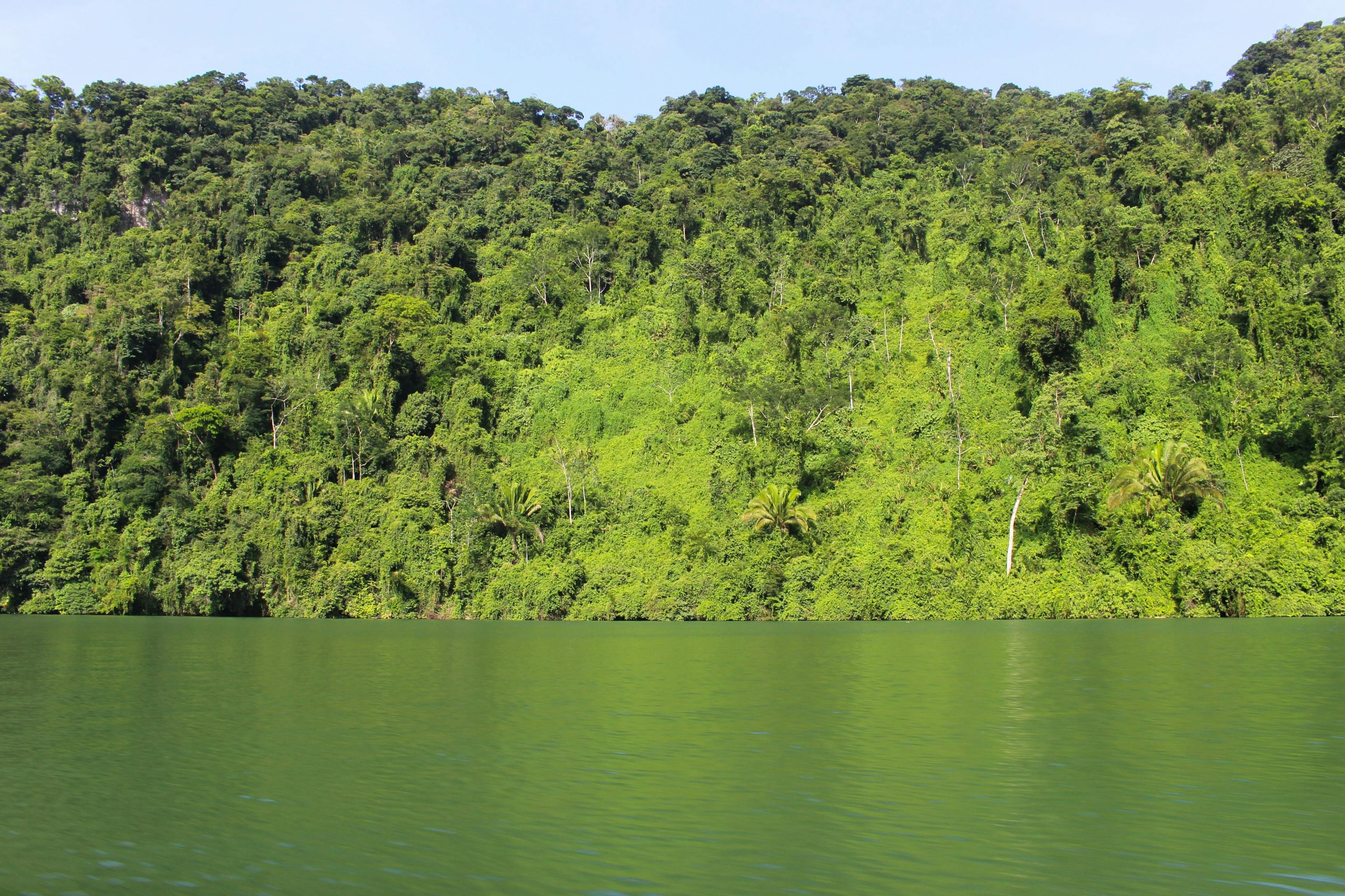 The Rio Dulce river bank in Guatemala.