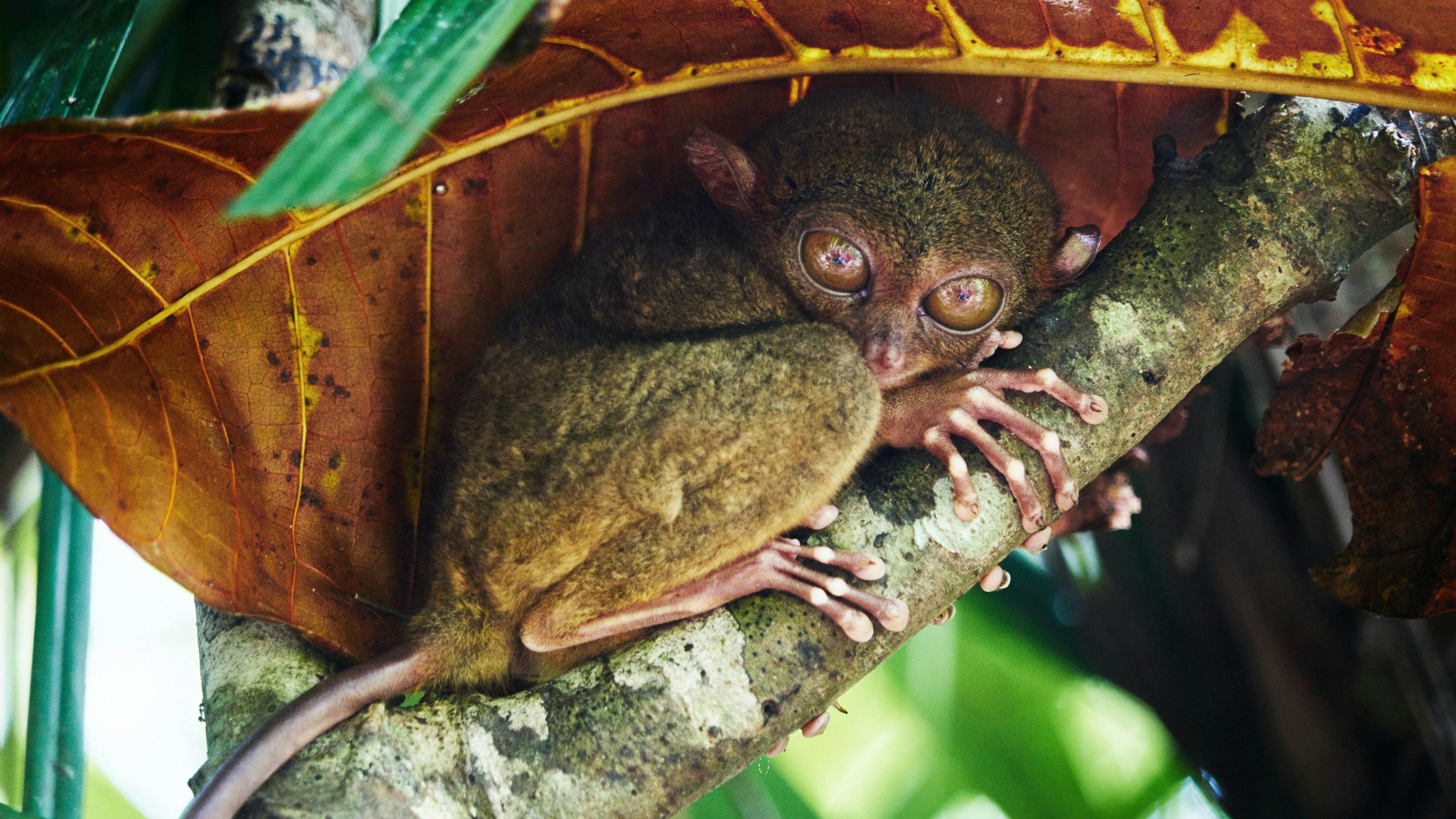 Tarsier on a tree branch in Philippines.