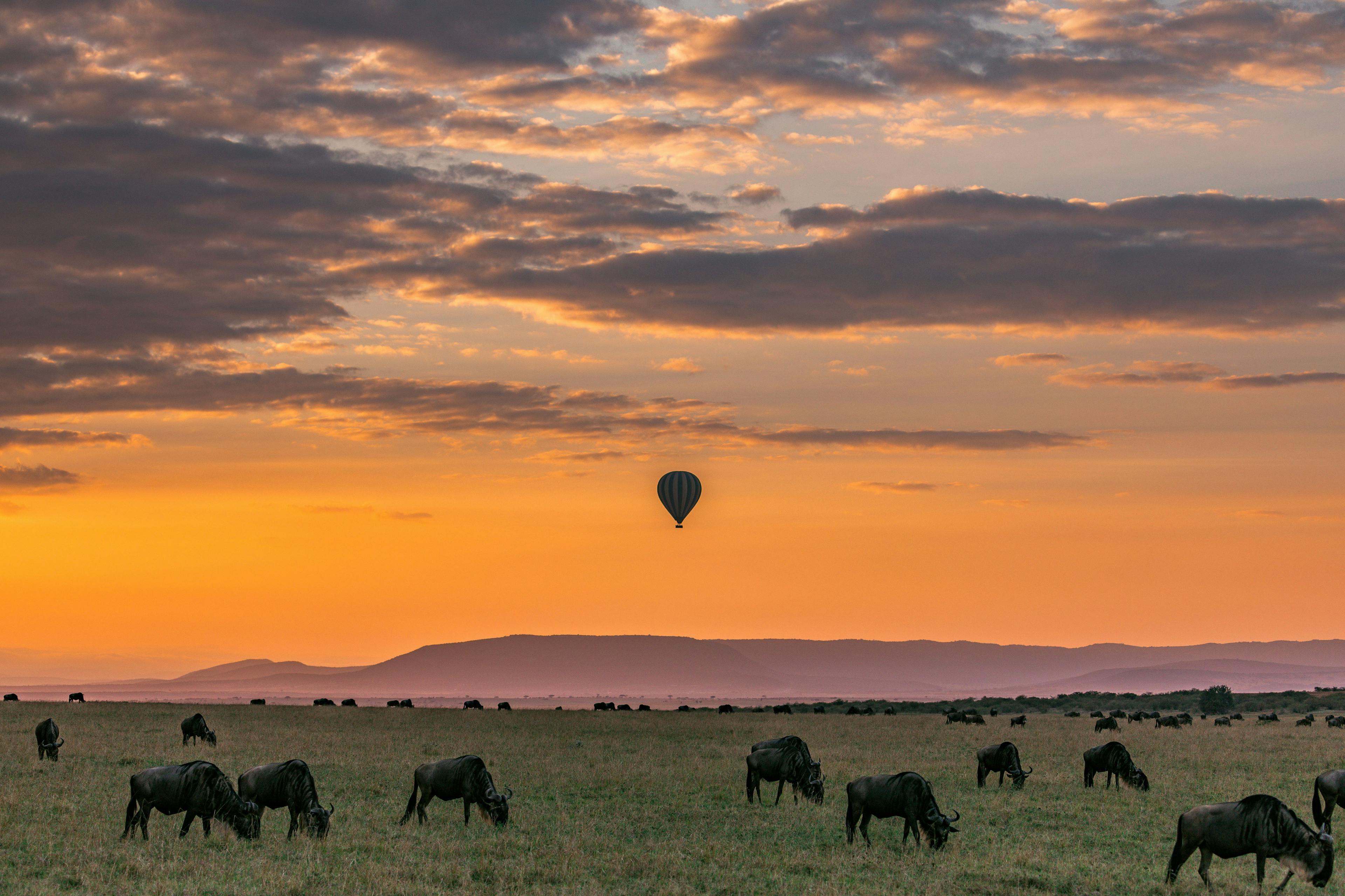 Maasai Mara national park in Kenya Africa.