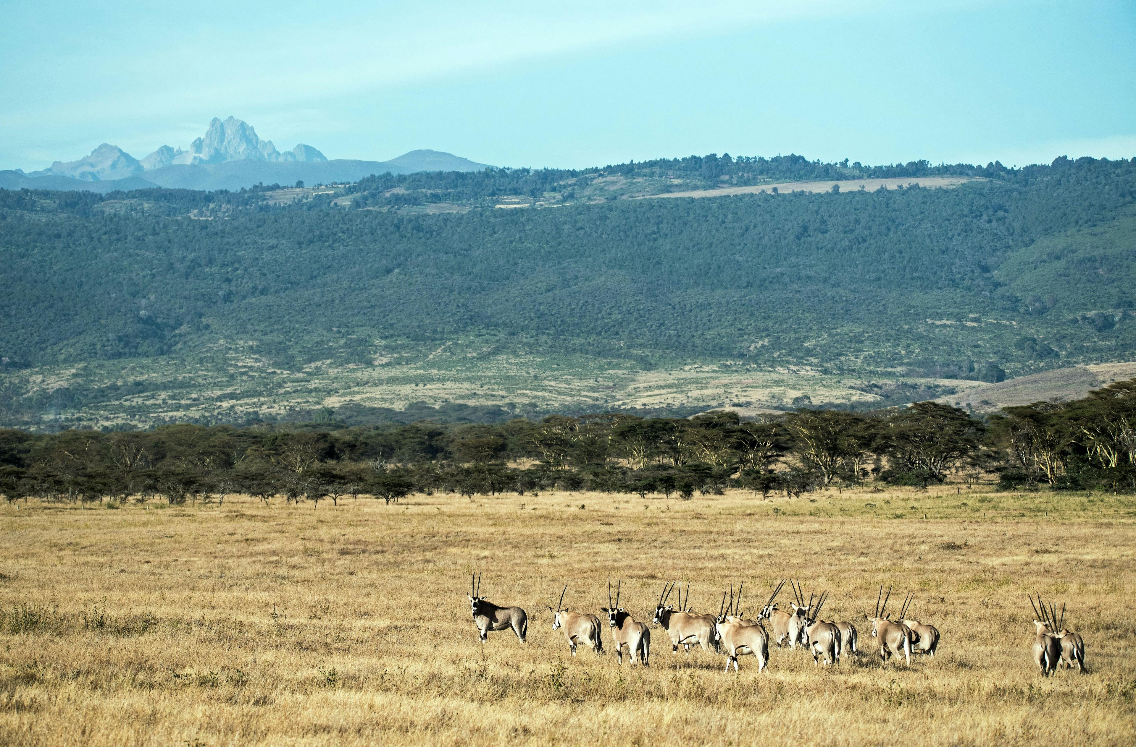 Oryx in Mount Kenya National Park in Kenya.