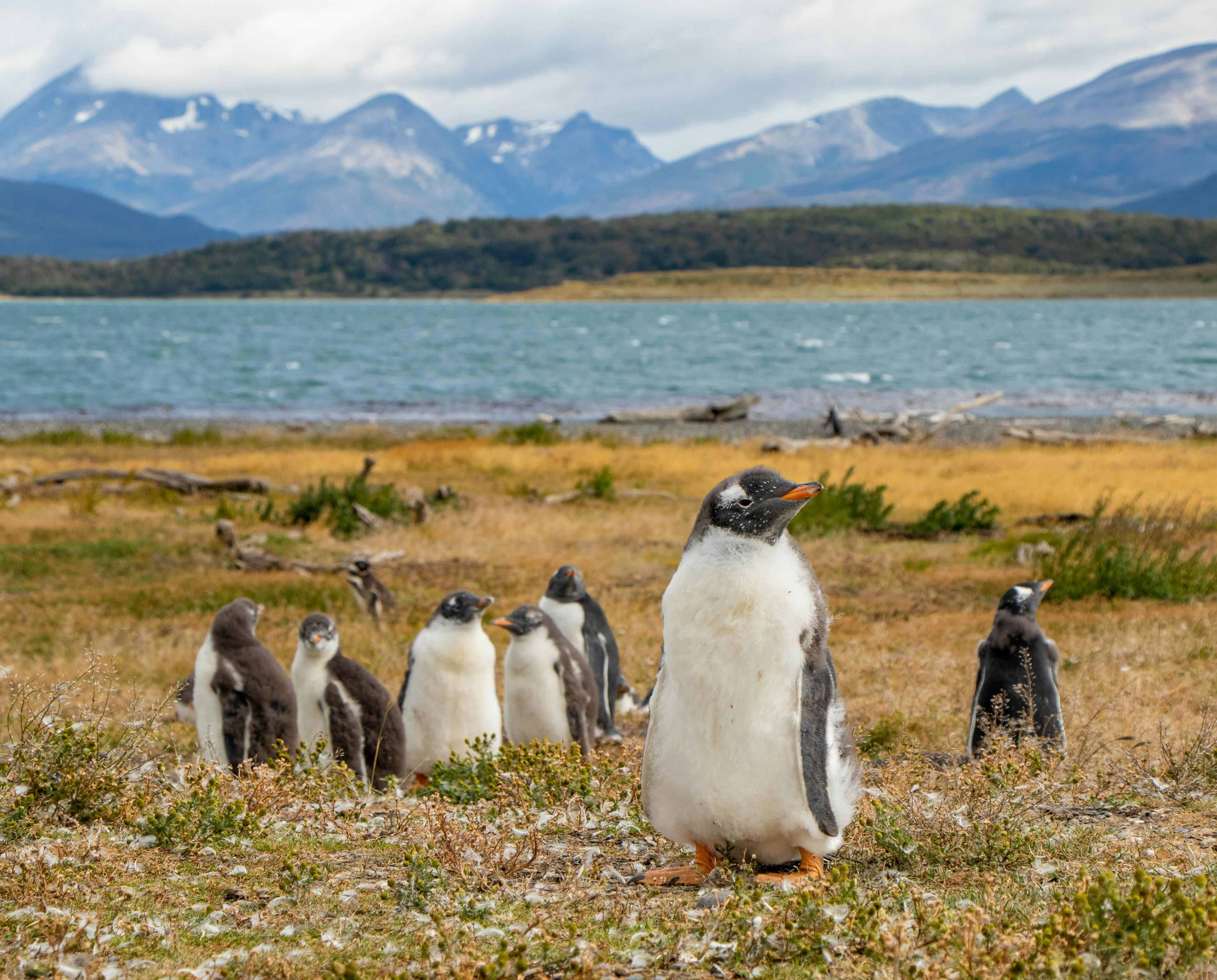 Penguins in Ushuaia, Tierra del Fuego, Argentina.